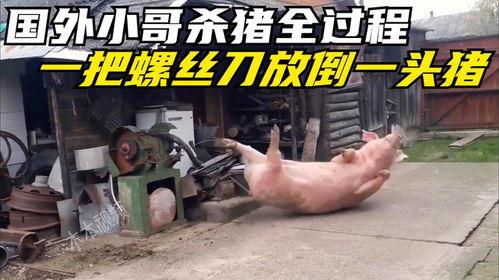 外国杀猪视频,触目惊心的真实画面